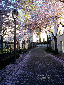 Kirschblüte in Bonner Altstadt