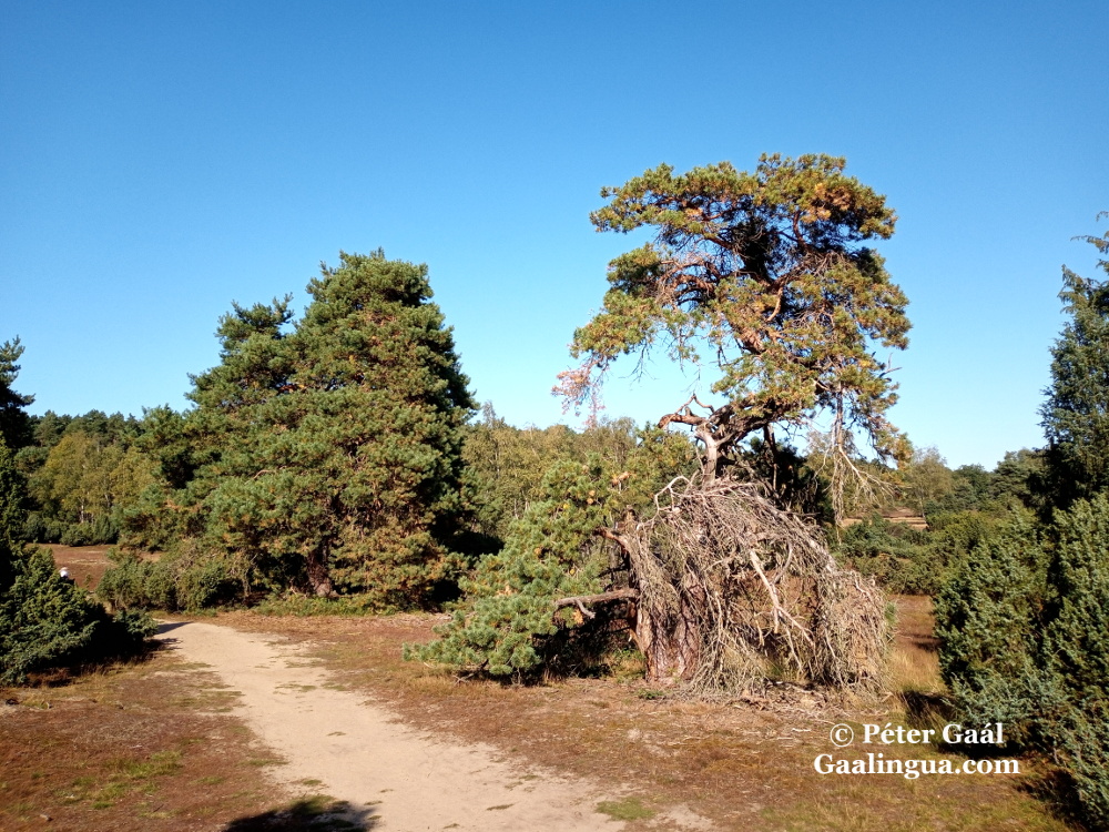 Westruper Heide in Haltern am See; Foto von Péter Gaál, Gaalingua.com